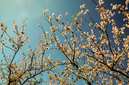A tree with pink flowers is in the sky. The sky is blue and clear. The tree is full of blossomsの写真素材