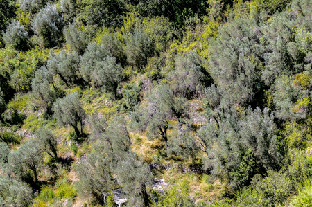 A lush green forest with many trees and bushes. The trees are mostly green, but some are brown and dead. Scene is peaceful and serene, with the greenery providing a sense of calm and tranquilityの写真素材