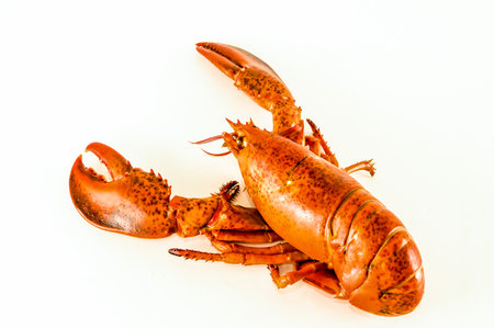 A large lobster is shown on a white background. The lobster is brown and has a lot of detail, including its claws and antennae. Concept of abundance and luxuryの写真素材
