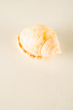 A small, white shell with a brown stripe sits on a white surface. The shell is smooth and has a slightly curved shape. Concept of calm and serenity, as the shell's simple designの写真素材