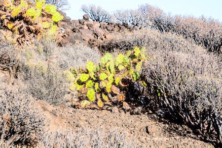 A small plant with yellow leaves is growing on a rocky hillside. The plant is surrounded by dry, dead branches and leaves, giving the scene a desolate and barren appearanceの写真素材