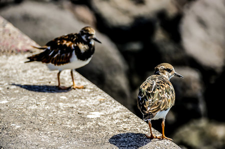 Two birds standing on a ledge, one of which is brown and white. The other is black and whiteの写真素材