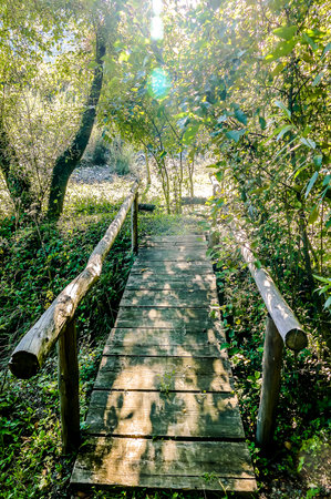 A wooden bridge over a forest path. The bridge is made of wood and is surrounded by trees. The sunlight is shining on the bridge, creating a warm and inviting atmosphereの写真素材