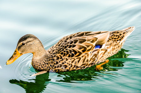 A duck is swimming in a body of water. The duck is brown and white. The water is calm and clearの写真素材
