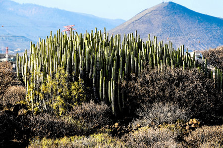 Green Cactus in the Desert on a Sunny Dayの写真素材