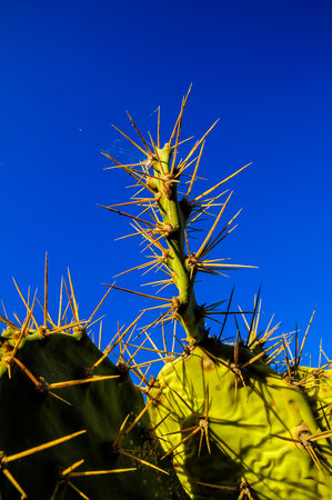 Green Prickly Pear Cactus Leaf in the Desertの写真素材