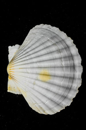Textured Limestone Sea Shell on a Black Background