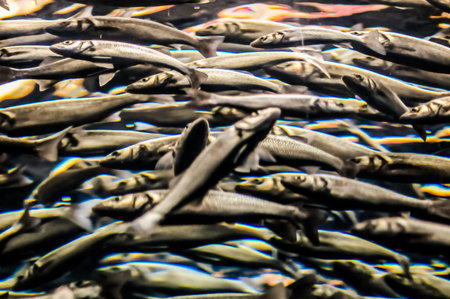 Underwater School of Silver Gray Fish in Aquariumの写真素材