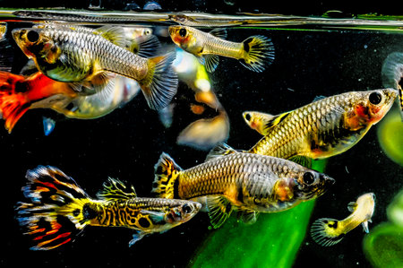 Guppy Multi Colored Fish in a Tropical Aquariumの写真素材