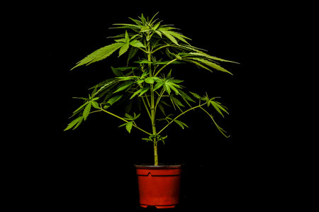 Young Green Leaf Cannabis Indica Plantの写真素材
