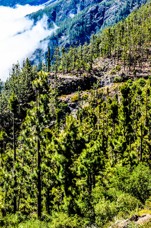 Very High Pine Wood Forest on a Sunny Dayの写真素材