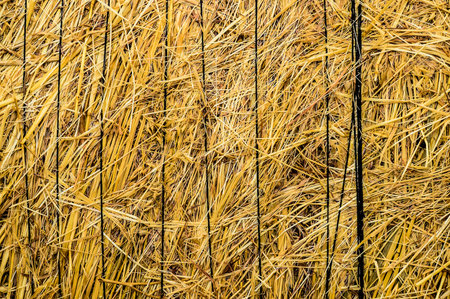Image of Dried Yellow Hay Pattern Texture Backgroundの写真素材