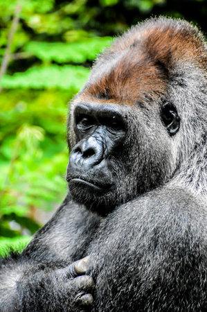 Picture of a Strong Adult Black Gorillaの写真素材