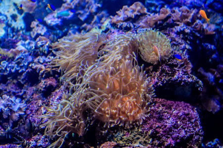 Picture of Underwater Fish in Water Tank Aquariumの写真素材