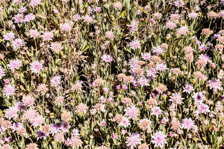 Picture of Classic Flower Background Texture Patternの写真素材