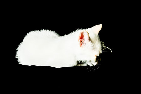 White Young Baby Cat on a Black Backgroundの写真素材