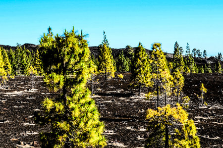 Corona Forestal in Teide National Park Tenerife with Canary Pineの写真素材