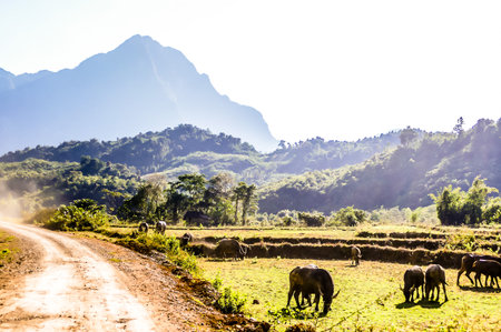 cows in the mountains, beautiful photoの写真素材