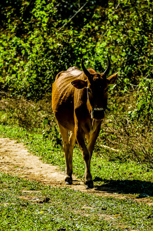 cow in fieldの写真素材