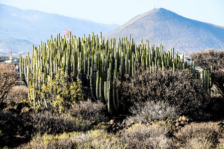 Green Big Cactus in the Desert on a Sunny Dayの写真素材