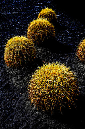 Round Succulent Plant Cactus Growing on an Asphalt Groundの写真素材