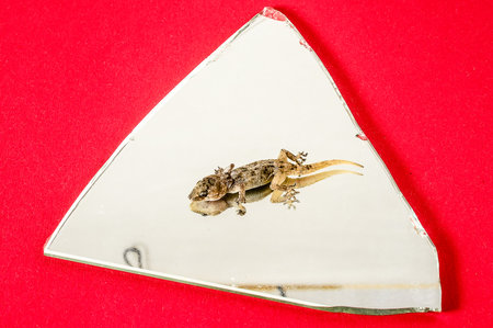 One Small Gecko Lizard and Mirror on a Colored Backgroundの写真素材