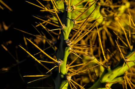 Green Prickly Pear Cactus Leaf in the Desertの写真素材