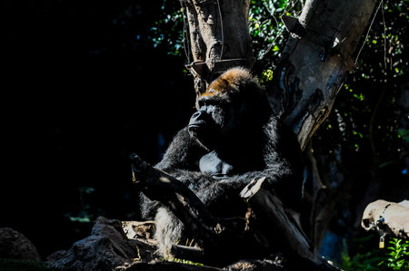 Strong Black Gorilla on the Green Floorの写真素材