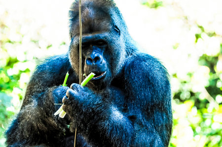 Strong Adult Black Gorillaの写真素材