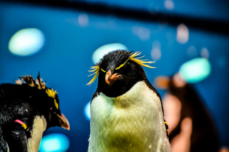 Black and White Colored Penguin in a Cold Placeの写真素材