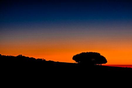 Picture of The Tree Silhouette over a Sunset Skyの写真素材