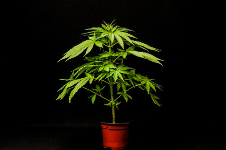 Young Green Leaf Cannabis Indica Plantの写真素材