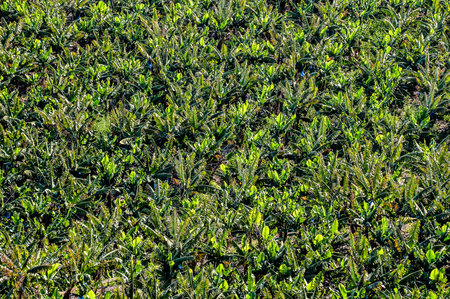 Banana Plantation Field in the Canary Islandsの写真素材