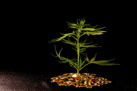 Picture of Marijuana and Money Cannabis Business Conceptの写真素材