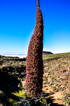 Specimens of Endemic Red Tenerife Bugloss in Teide National Park Canary Islands Spainの写真素材
