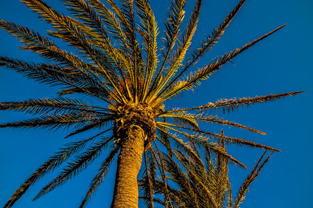 Green Palm Canarian Tree on the Blue Sky Backgroundの写真素材