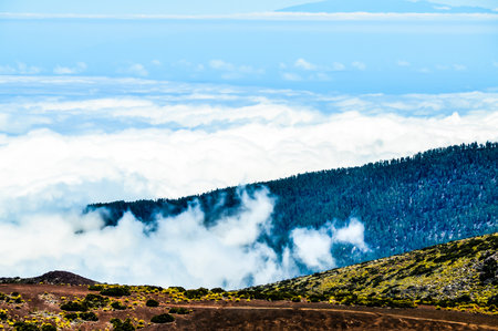 High Clouds over Pine Cone Trees Forest in Tenerife Islandの写真素材