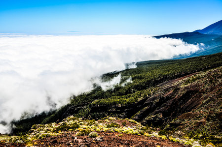 High Clouds over Pine Cone Trees Forest in Tenerife Islandの写真素材