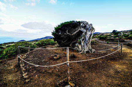 Gnarled Juniper Tree Shaped By The Wind at El Sabinar, Island of El Hierroの写真素材