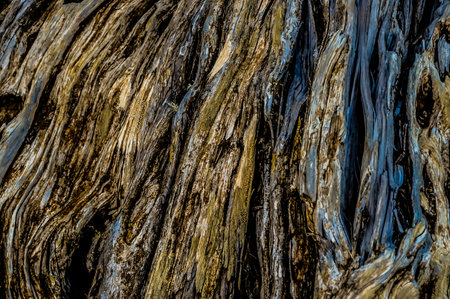 Trunk Texture of Gnarled Juniper Tree Shaped By The Wind at El Sabinar, Island of El Hierroの写真素材