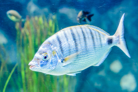 Picture of Underwater Fish in Water Tank Aquariumの写真素材
