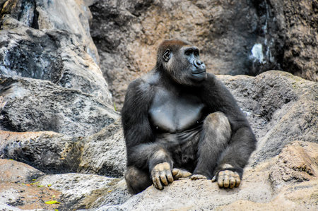 Picture of a Strong Adult Black Gorillaの写真素材