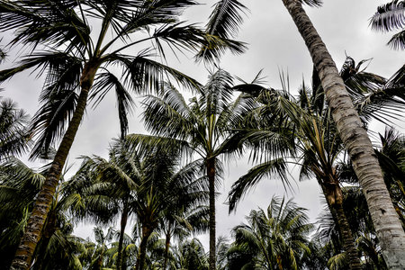 Green Palm Canarian Tree on the Sky Backgroundの写真素材