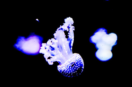 A jellyfish is floating in the water. The jellyfish is blue and white. The jellyfish is surrounded by a dark backgroundの写真素材