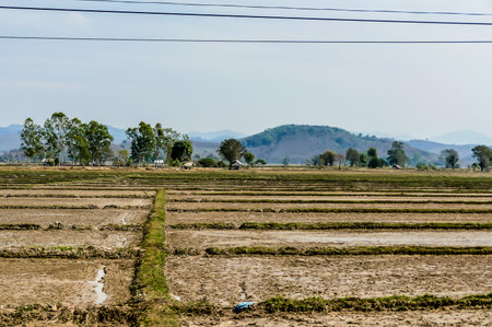 A field of crops with a few trees in the background. The sky is clear and the sun is shiningの写真素材