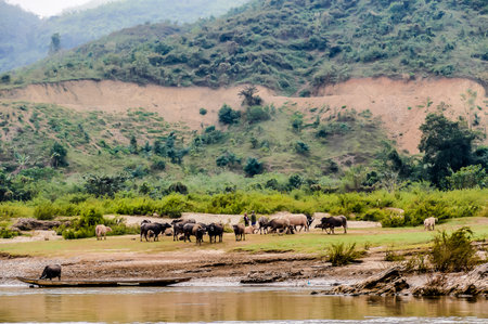 A herd of animals is grazing on a hillside. The animals include cows, oxen, and buffalo. The scene is peaceful and serene, with the animals grazing on the grassy hillsideの写真素材