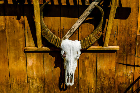 A skull is mounted on a wooden board. The skull is white and the board is brownの写真素材