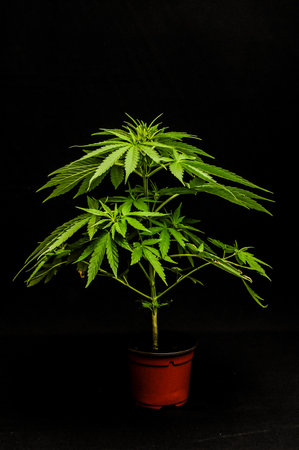 A small plant with green leaves sits in a red pot. The plant is tall and has a thick stem. The image has a dark background, which makes the plant stand outの写真素材