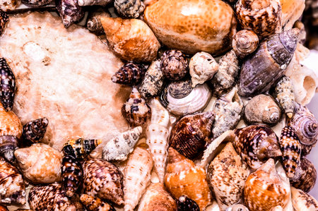 A pile of shells of various sizes and colors. The shells are scattered all over the image, with some overlapping each other. Scene is one of abundance and diversityの写真素材