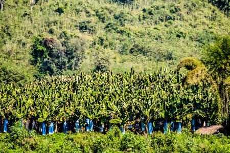 A lush green field with a large number of banana trees. The trees are covered in blue plastic to protect them from pests and disease. The scene is peaceful and sereneの写真素材